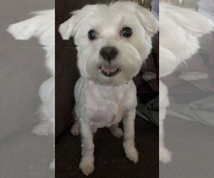 Maltese-Unknown Mix Dogs for adoption in Decatur, GA, USA