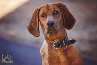 Redbone Coonhound Dogs for adoption in Pryor, OK, USA