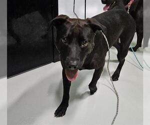 American Pit Bull Terrier-Labrador Retriever Mix Dogs for adoption in Temple, TX, USA