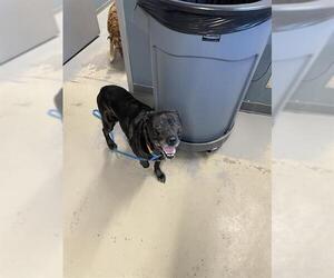 Labrador Retriever-Unknown Mix Dogs for adoption in Tallahassee, FL, USA