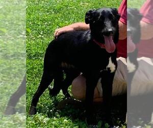Borador Dogs for adoption in Rustburg, VA, USA
