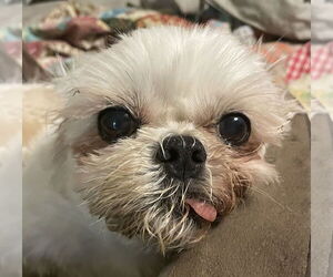 Pekingese-Shiba Inu Mix Dogs for adoption in Davie, FL, USA