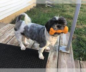 Shih Tzu Dogs for adoption in aurora, IL, USA