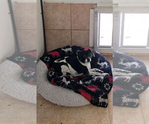 Chihuahua-Unknown Mix Dogs for adoption in Osgood, IN, USA