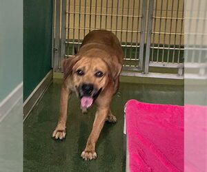 American Bulldog-Unknown Mix Dogs for adoption in West Palm Beach, FL, USA