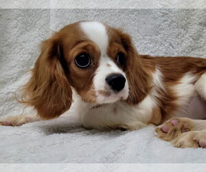 Cavalier King Charles Spaniel Dogs for adoption in Lincolnwood, IL, USA