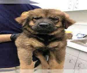 Chow Chow Dogs for adoption in Rosenberg, TX, USA