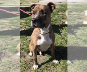Bullboxer Pit Dogs for adoption in Washington, DC, USA