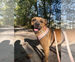 Mountain Cur-Unknown Mix Dogs for adoption in Westwood, NJ, USA