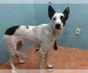 Border Collie-Unknown Mix Dogs for adoption in Downey, CA, USA