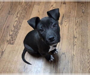 Bulldog-Unknown Mix Dogs for adoption in Lakewood, CO, USA