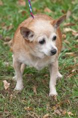 Medium Photo #1 Chihuahua Puppy For Sale in Johnson City, TN, USA