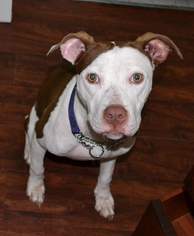 Staffordshire Bull Terrier Dogs for adoption in Tampa, FL, USA