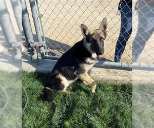 German Shepherd Dog Dogs for adoption in Bakersfield, CA, USA