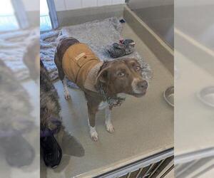 Border Collie-Unknown Mix Dogs for adoption in San Martin, CA, USA