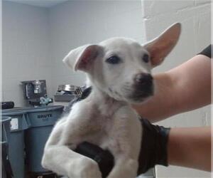 German Shepherd Dog-Unknown Mix Dogs for adoption in Pasadena, TX, USA