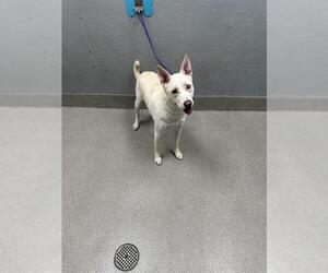Siberian Husky-Unknown Mix Dogs for adoption in Las Vegas, NV, USA