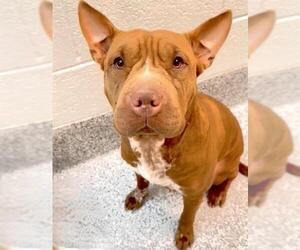 Chinese Shar-Pei-Unknown Mix Dogs for adoption in Houston, TX, USA