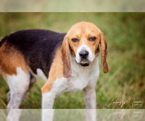 Beagle Dogs for adoption in Pryor, OK, USA