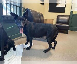 Dutch Shepherd -Unknown Mix Dogs for adoption in Pasadena, CA, USA