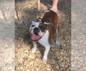 Bulldog Dogs for adoption in Harrison, AR, USA