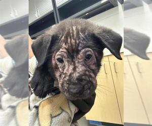 Labrador Retriever-Unknown Mix Dogs for adoption in Corpus Christi, TX, USA