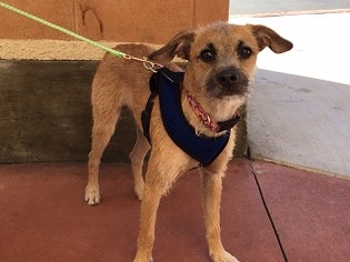 Jack Chi Dogs for adoption in Agoura Hills, CA, USA