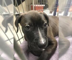 Mutt Dogs for adoption in Conroe, TX, USA