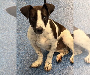 Basset Hound Dogs for adoption in Tarboro, NC, USA