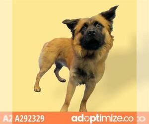 Chow Chow Dogs for adoption in Stockton, CA, USA
