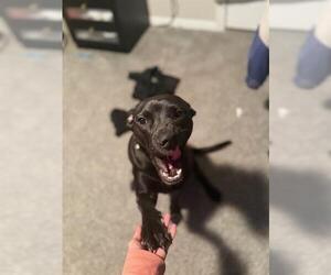 Labrador Retriever-Unknown Mix Dogs for adoption in San Antonio, TX, USA