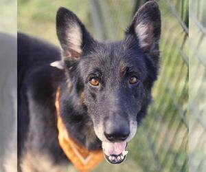 German Shepherd Dog-Unknown Mix Dogs for adoption in San Antonio, TX, USA