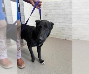 German Shepherd Dog Dogs for adoption in San Bernardino, CA, USA