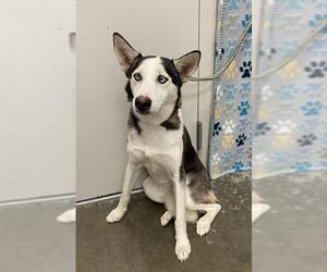 Siberian Husky Dogs for adoption in Rosenberg, TX, USA