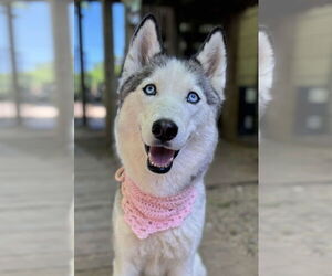 Siberian Husky Dogs for adoption in Matawan, NJ, USA