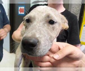 German Shepherd Dog-Unknown Mix Dogs for adoption in Tulsa, OK, USA