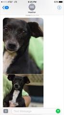Rat Terrier Dogs for adoption in Bronx, NY, USA