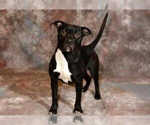 Mutt Dogs for adoption in West Valley, UT, USA