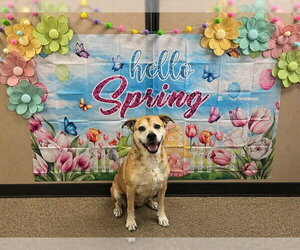 Labrador Retriever Dogs for adoption in Ocala, FL, USA