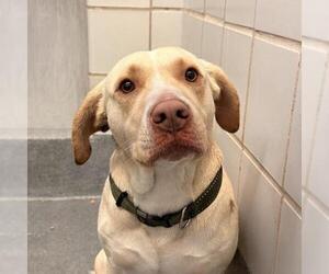 Labrador Retriever-Unknown Mix Dogs for adoption in San Antonio, TX, USA
