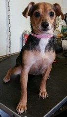 Chipin Dogs for adoption in Yucaipa, CA, USA