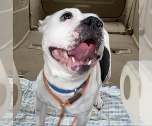 American Bulldog Dogs for adoption in Rocky Mount, VA, USA