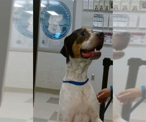 American Pit Bull Terrier Dogs for adoption in Oklahoma City, OK, USA