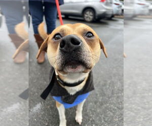 Mutt Dogs for adoption in Bellevue, WA, USA