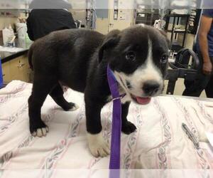 German Shepherd Dog Dogs for adoption in Riverside, CA, USA