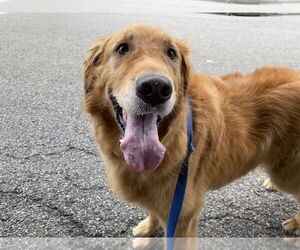 Golden Retriever Dogs for adoption in Elmsford, NY, USA
