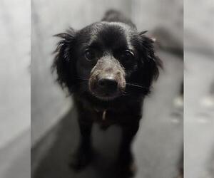Cavalier King Charles Spaniel-Unknown Mix Dogs for adoption in San Antonio, TX, USA