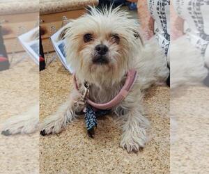 Mutt Dogs for adoption in Upland, CA, USA