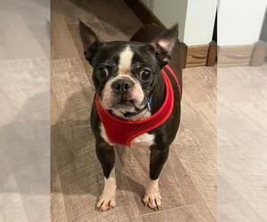 Boston Terrier Dogs for adoption in St. Cloud, MN, USA