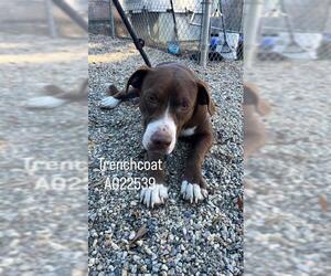 American Pit Bull Terrier-Unknown Mix Dogs for adoption in Palmetto, FL, USA